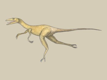 Dinosaur - Velociraptor